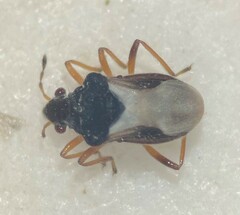 Merragata brunnea
