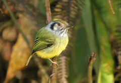 Myiornis auricularis