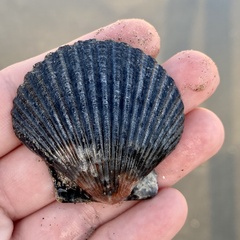 Argopecten ventricosus