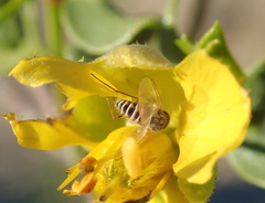 Mythicomyiidae