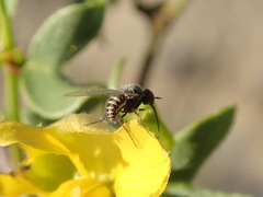 Mythicomyiidae