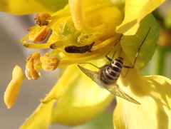 Mythicomyiidae