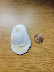 Mollusca