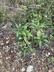 Lithospermum