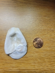Mollusca
