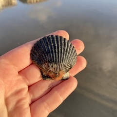Argopecten ventricosus