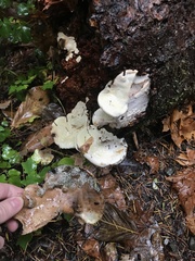 Fuscopostia fragilis