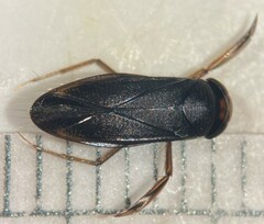 Callicorixa audeni