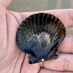 Argopecten ventricosus