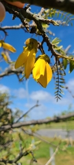 Sophora