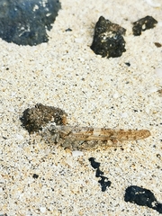 Sphingonotus rubescens