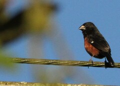 Sporophila angolensis