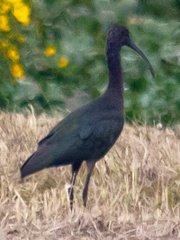 Plegadis falcinellus