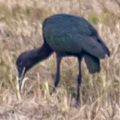 Plegadis falcinellus