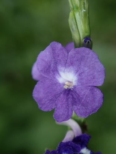 Stachytarpheta urticifolia