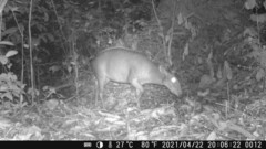 Cephalophus silvicultor