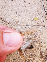 Sphingonotus rubescens
