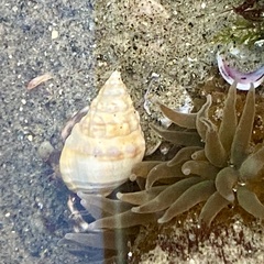 Buccinoidea