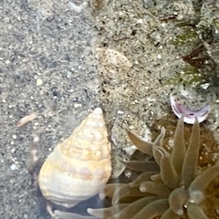 Buccinoidea