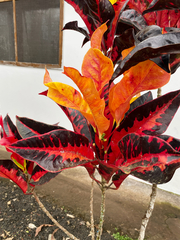 Codiaeum variegatum