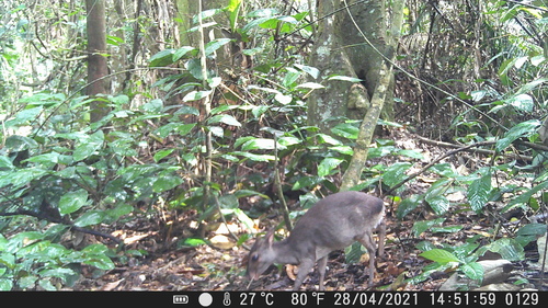 Blue Duiker