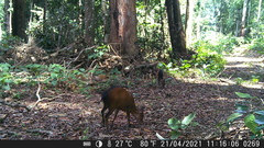 Cephalophorus callipygus