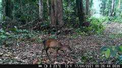 Cephalophorus callipygus