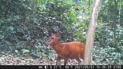 Cephalophorus nigrifrons