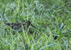 Gallinago paraguaiae
