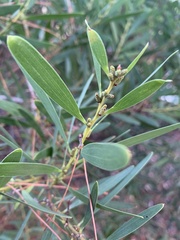 Acacia longifolia