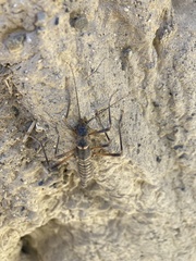 Peruphasma pentlandi