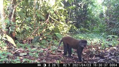 Sun-Tailed Monkey photo 2