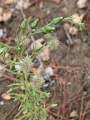 Dittrichia graveolens
