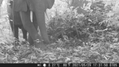 Loxodonta cyclotis