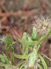 Dittrichia graveolens