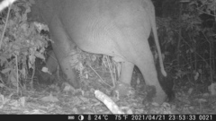 Loxodonta cyclotis