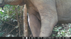 Loxodonta cyclotis