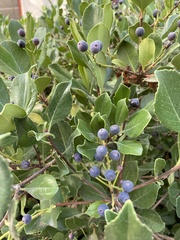 Forestiera pubescens