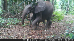 Loxodonta cyclotis