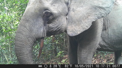 Loxodonta cyclotis