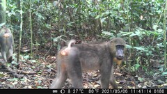 Mandrillus sphinx