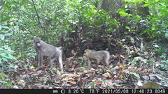 Mandrillus sphinx