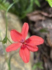 Freesia laxa