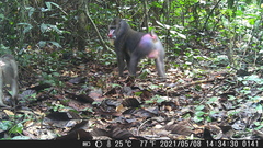 Mandrillus sphinx
