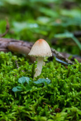 Lepiota magnispora