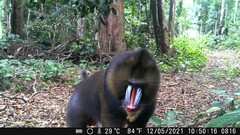 Mandrillus sphinx