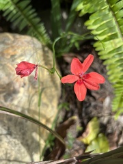 Freesia laxa