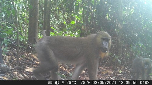 Mandrill