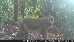 Mandrillus sphinx