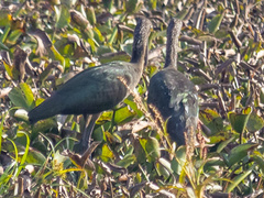 Plegadis falcinellus